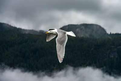 Seagull flying in sky