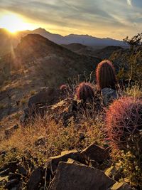 Cactus growing on field against sky during sunset