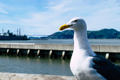 Close-up of seagull against sky