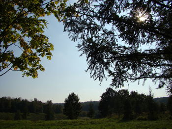 Trees on field against sky