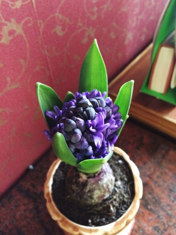 freshness, indoors, flower, table, vase, potted plant, leaf, plant, close-up, still life, fragility, growth, green color, flower pot, stem, high angle view, purple, nature, no people, home interior