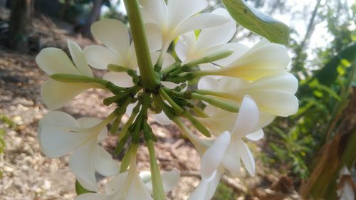 Close-up of white flowers blooming outdoors
