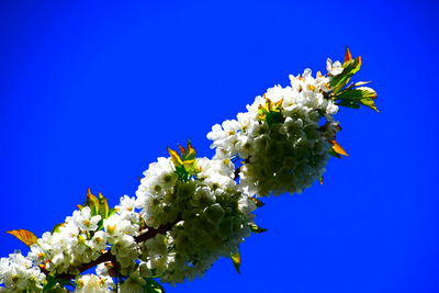 Low angle view of flowering plant against blue sky