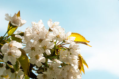 Close-up of white cherry blossoms against sky