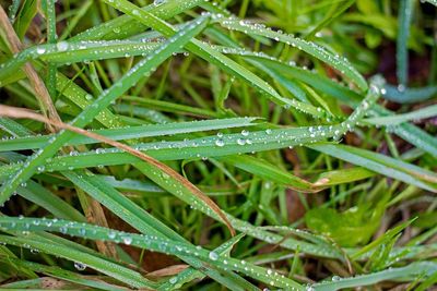 Full frame shot of wet plants
