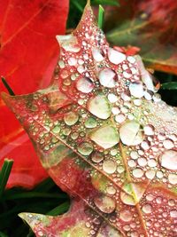 Close-up of red leaves