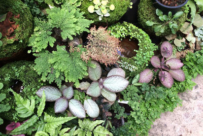 High angle view of plants