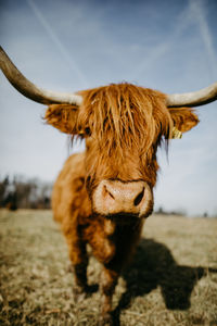 View of a highland cattle on field