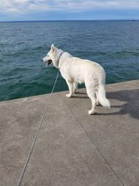 Side view of dog on the sea