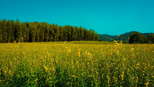 Scenic view of yellow flowers growing on field against clear blue sky