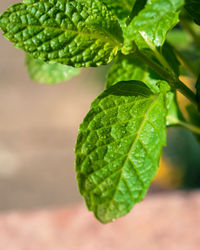 Close-up of plant