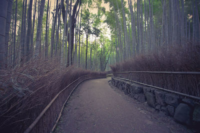 Empty road amidst trees in forest