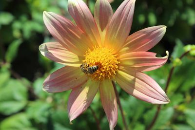 Close-up of insect on flower