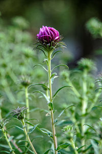 Close-up of pink flowering plant