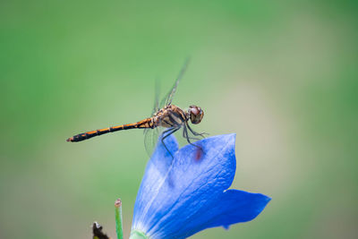 Close-up of insect on flower