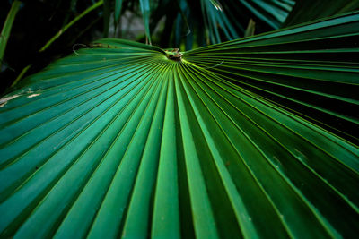 Close-up of fresh green leaf