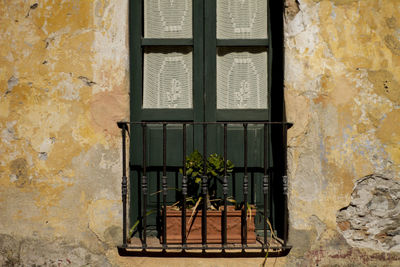 Potted plants on window of old building