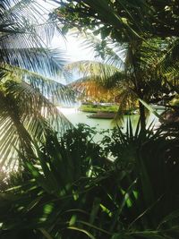 Low angle view of palm trees