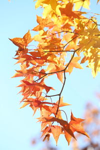 Low angle view of autumnal leaves against sky