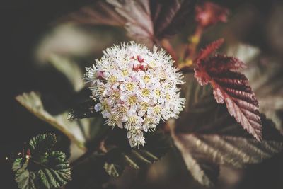 Close-up of flowers against blurred background