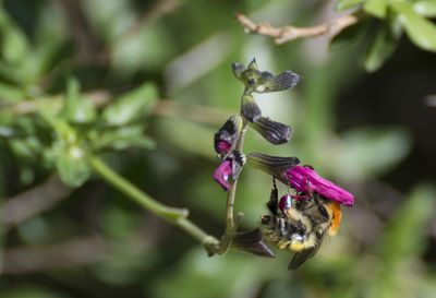 Close-up of insect on purple flower