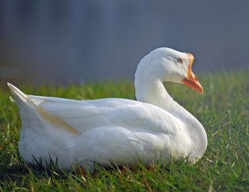 Close-up of swan on grass