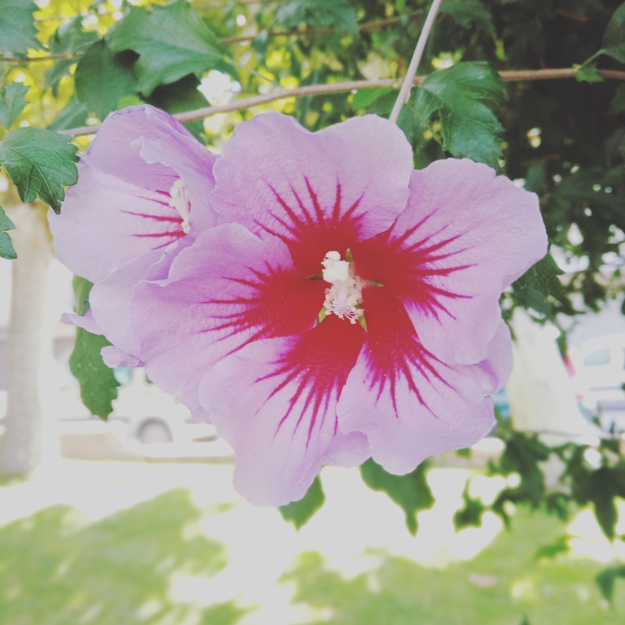 CLOSE-UP OF PINK FLOWER AGAINST BLURRED BACKGROUND