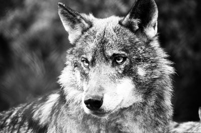 Close-up portrait of wolf