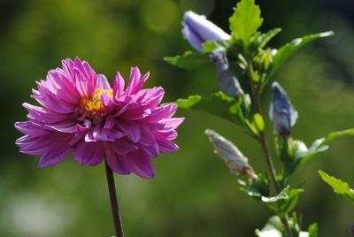 Close-up of pink flowers