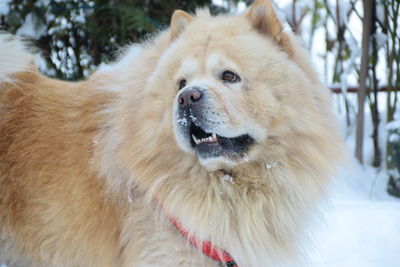 Close-up of dog on tree