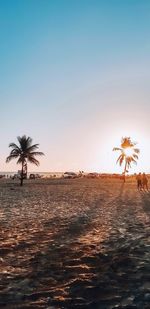 Silhouette palm trees on beach against clear sky at sunset