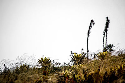 Plants growing against clear sky