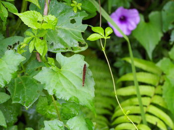 Close-up of insect on leaves