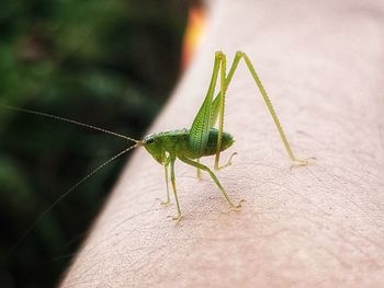 Close-up of insect on hand