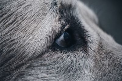 one animal