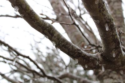 Low angle view of tree branch