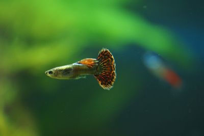 Close-up of fish swimming in sea