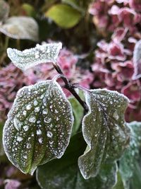 Close-up of wet plant leaves on rainy day