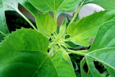 Close-up of leaves