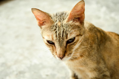 Close-up portrait of cat sitting outdoors