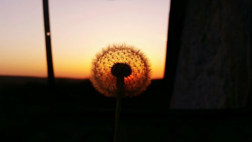 Close-up of dandelion flower on field against sky