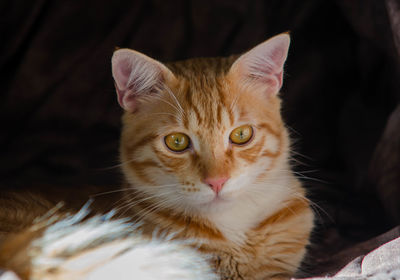 pet