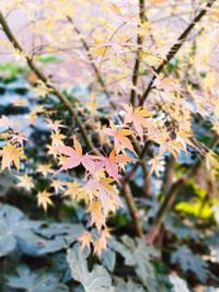 Close-up of maple leaves on tree