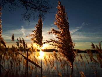 Close-up of silhouette plants against sky during sunset