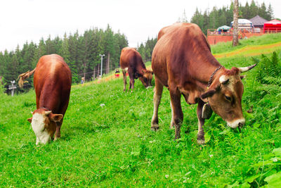 Cows grazing on grassy field against sky