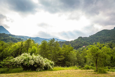 Scenic view of trees and mountains against sky