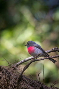 Close-up of a rose robin perching on branch