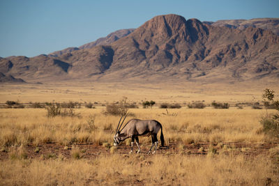 Rhinoceros standing on field against mountain