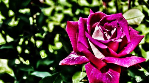 Close-up of pink rose