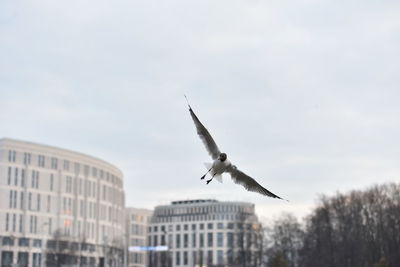 Low angle view of bird flying over city